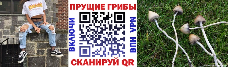 Купить где  Малгобек  Псилоцибиновые грибы Magic Shrooms 